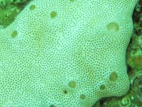 Didemnidae